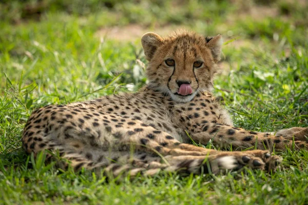 Cheetah cub çim üzerinde dudaklar yalama yatıyor — Stok fotoğraf