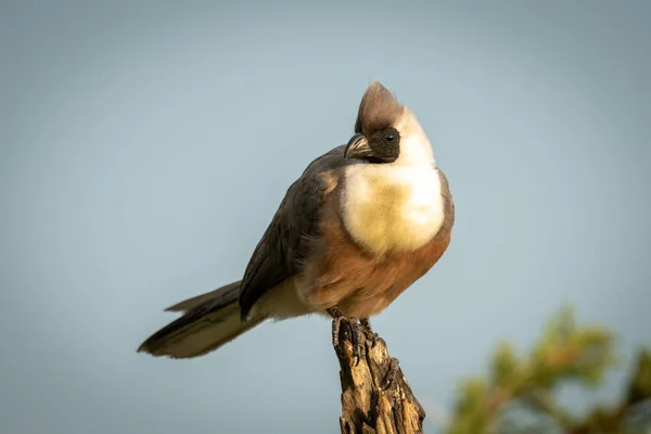 Bare-faced go-away-bird perched on dead tree stump — Stock Photo, Image