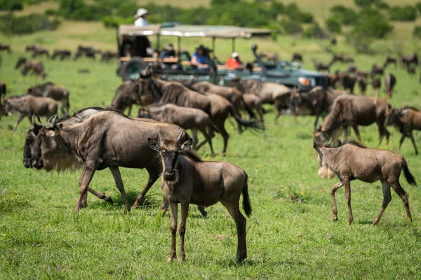 Blue wildebeest stands watching camera near truck — Stock Photo, Image