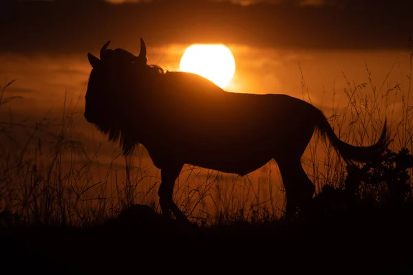 Blue Wildebeest cammina all'orizzonte al tramonto — Foto Stock