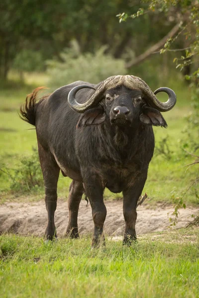 Cape buffalo se tient face à la caméra avec oxpecker — Photo