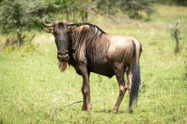 Mavi wildebeest eksik boynuz kamera izliyor standları