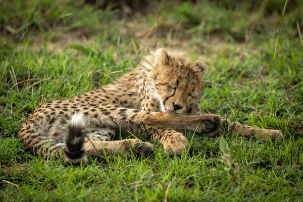 Cheetah cub fekszik nyalás kenyérben a fűben — Stock Fotó