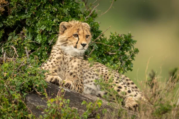 Cachorro de guepardo se encuentra en los arbustos en roca — Foto de Stock