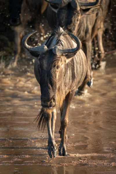 Blue Wildebeest cruza rio seguido por outros — Fotografia de Stock