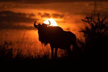 Mavi wildebeest standları günbatımı gökyüzüne karşı siluetted