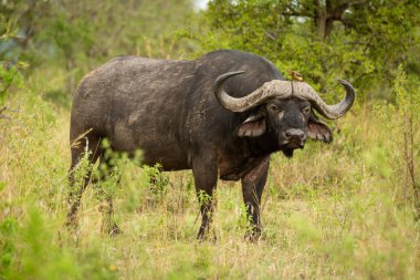 Cape Buffalo çalılarda kamera göz duruyor
