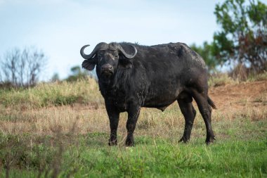 Cape Buffalo çim izlerken kamera duruyor