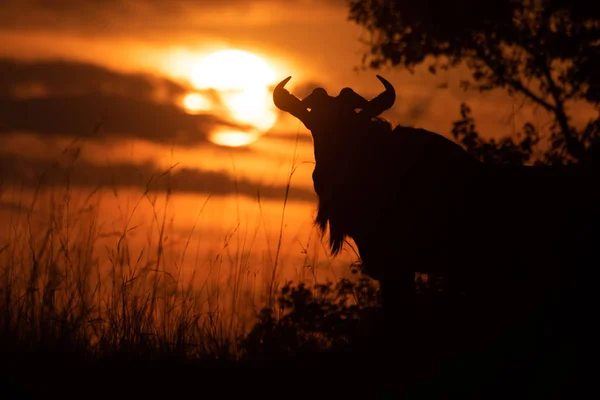 Silueta de ñus azul con arbusto al atardecer —  Fotos de Stock