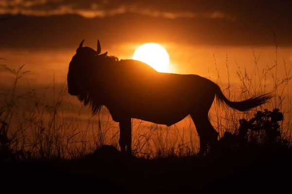 Azul ñus silueta al atardecer moviendo la cola — Foto de Stock