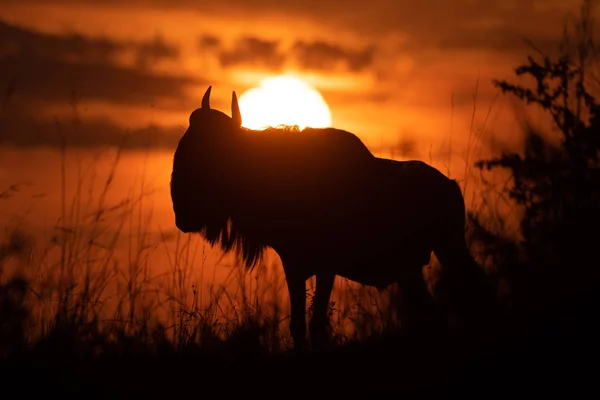 Blue wildebeest stands silhouetted against setting sun — Stock Photo, Image