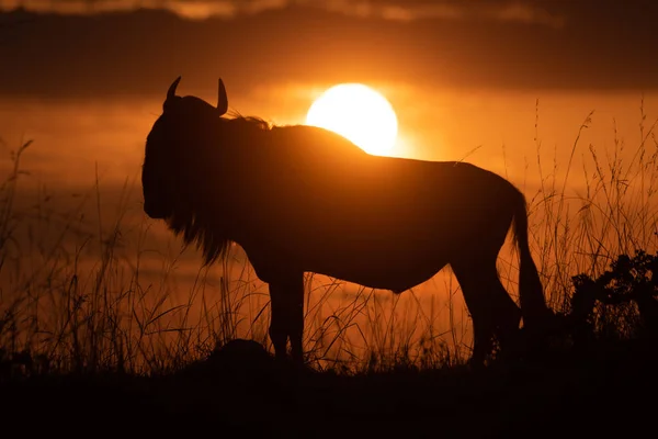 Blue wildebeest silhouetted on horizon at sunset — Stock Photo, Image