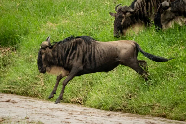 Blue Wildebeest salta para a água da margem do rio — Fotografia de Stock