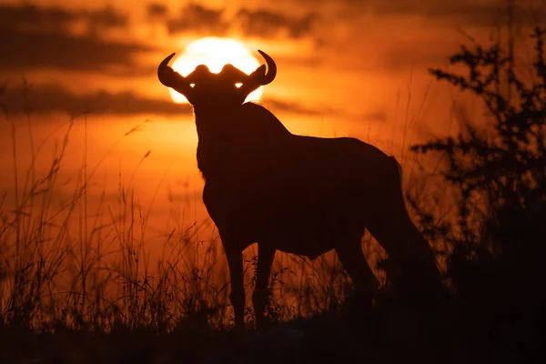 蓝色羚野羚站在剪影对日落 — 图库照片