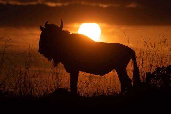 El ñus azul se erige en el horizonte al atardecer — Foto de Stock