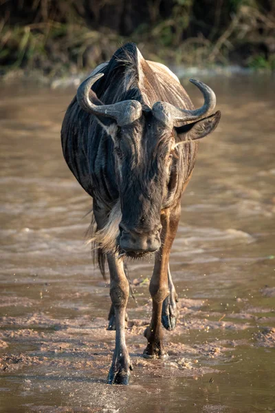 Blue Wildebeest cruza rio raso em direção à câmera — Fotografia de Stock
