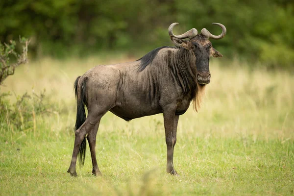 Blue Wildebeest fica de olho câmera em pastagens — Fotografia de Stock