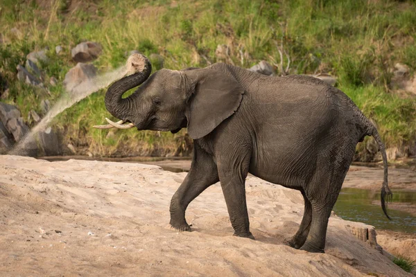 Elefante arbusto africano lanza arena sobre sí mismo —  Fotos de Stock