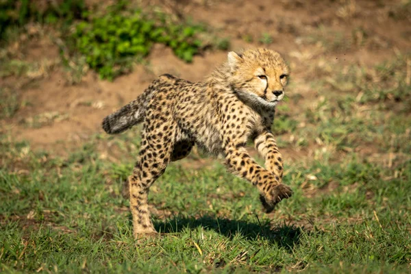 Cheetah cub bounds over grass in sunshine — Stock Photo, Image