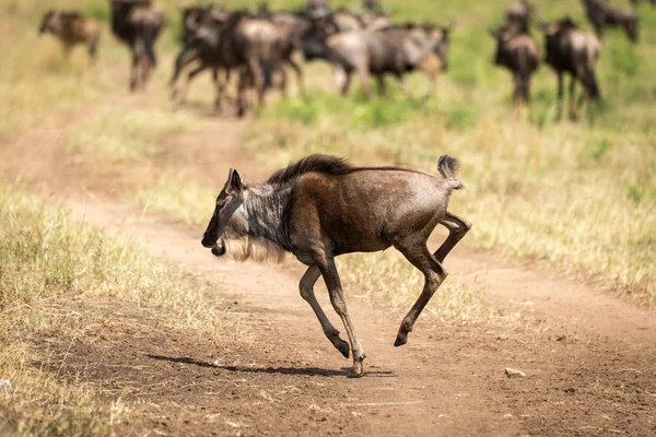 Niebieski GNU gallops cielę na torze brudu — Zdjęcie stockowe