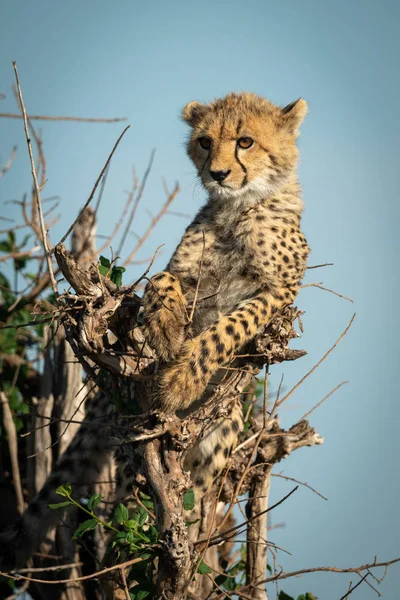 Cheetah cub lies in bush looking left