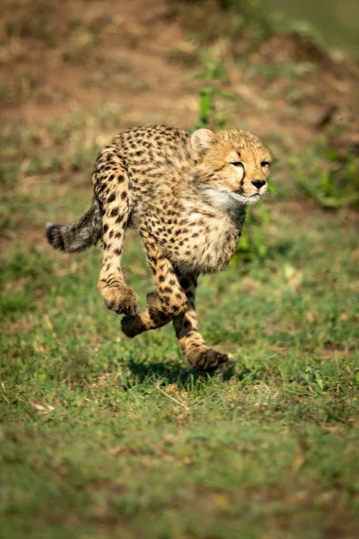 Cheetah cucciolo corre sopra l'erba sotto il sole — Foto Stock