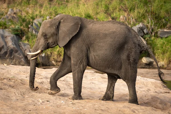 Africano arbusto elefante cruza areia ao lado do rio — Fotografia de Stock