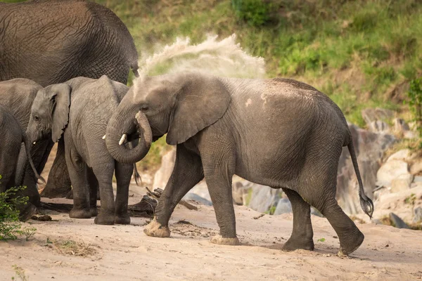 Αφρικανός θάμνος ελέφαντας ρίχνει άμμο πίσω — Φωτογραφία Αρχείου