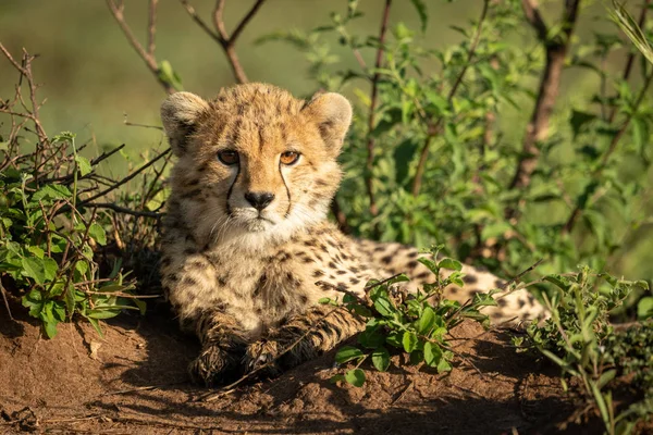 Cheetah cub catchlights ile çalılar yatıyor — Stok fotoğraf