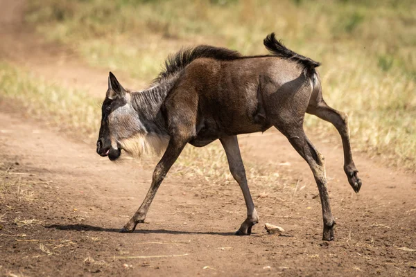 Blue Wildebeest vitello galoppo attraverso pista sterrata — Foto Stock