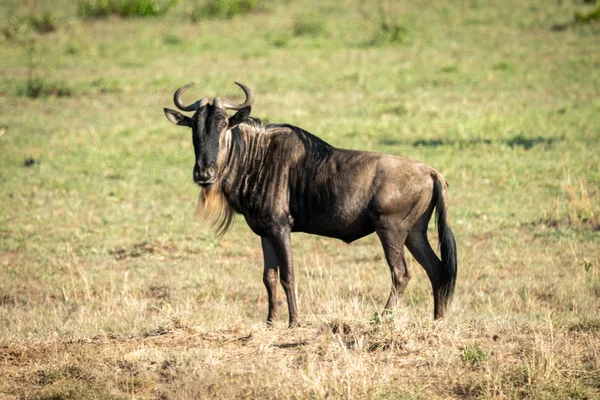 Blue wildebeest sta in erba guardando la fotocamera — Foto Stock