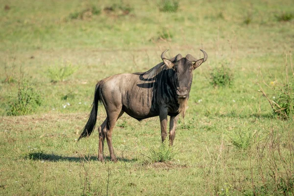 Blue wildebeest si erge a guardare la fotocamera in erba — Foto Stock