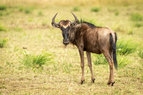 Blu wildebeest vitello stand girando per la fotocamera — Foto Stock