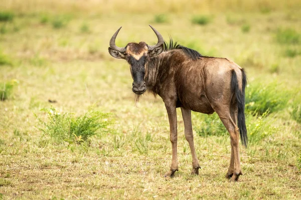 Blauwe WILDEBEEST kalf stands wenden zich tot de camera — Stockfoto