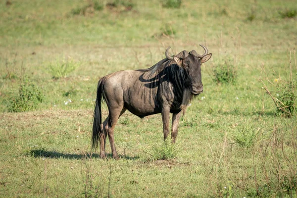 Blue wildebeest fica virando a cabeça na grama — Fotografia de Stock