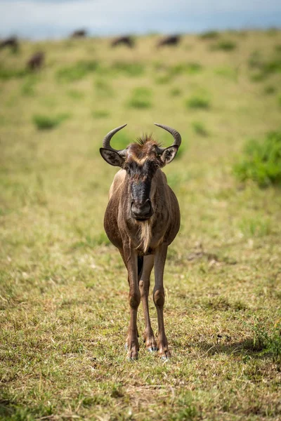 Blue wildebeest vitello affronta fotocamera in prateria — Foto Stock