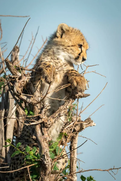 Cheetah cub lies in bush looking down