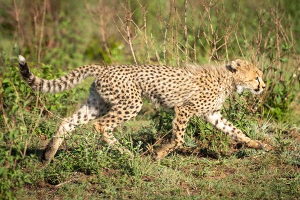 Cheetah cub biegnie przez krzewy w słońcu — Zdjęcie stockowe