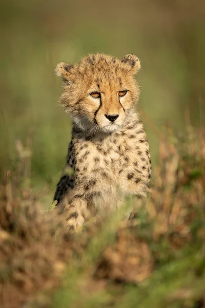 Gepardí mládě sedí v trávě a dívá se doprava — Stock fotografie