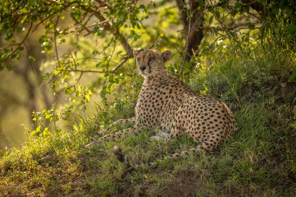 Gepard leží na travnaté břehu pod stromem — Stock fotografie