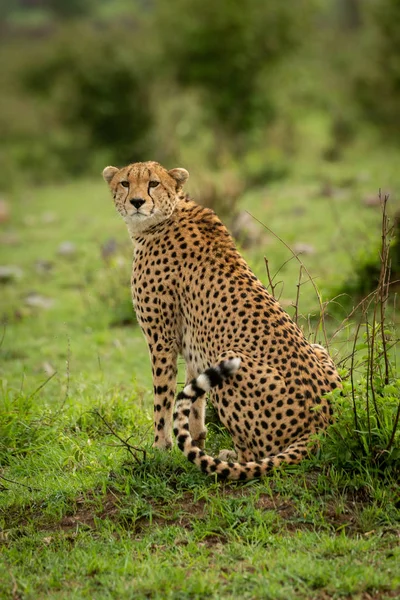 Gepard sedí na trávě a obrací se k fotoaparátu — Stock fotografie