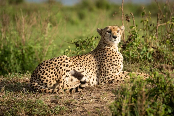 Cheetah encontra-se no banco de terra olhando em volta — Fotografia de Stock