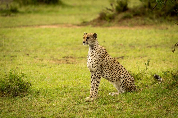 Cheetah se sienta en la orilla cubierta de hierba cerca de los arbustos — Foto de Stock