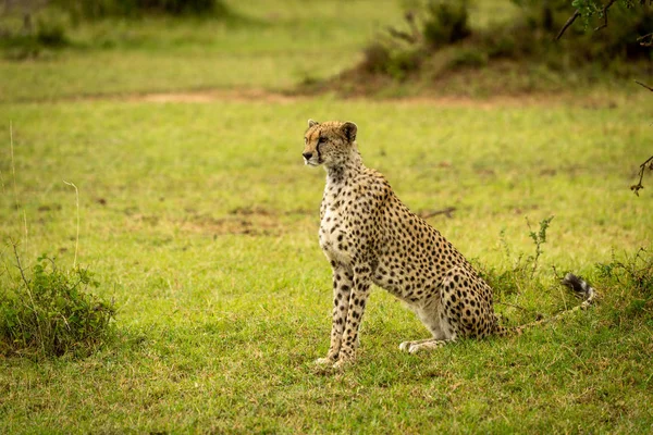 Gepard sitzt auf grasbewachsenem Ufer in der Nähe von Büschen — Stockfoto