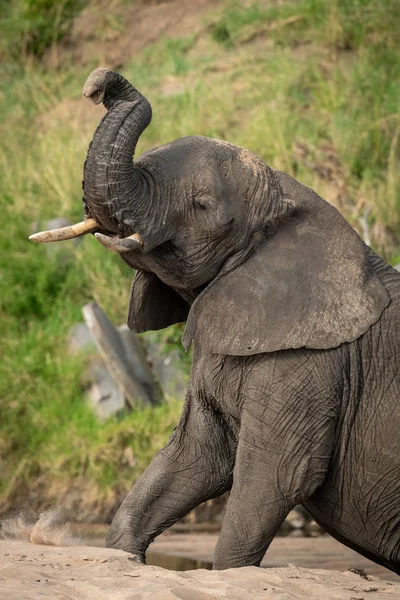 Close-up de elefante arbusto Africano levantando tronco — Fotografia de Stock