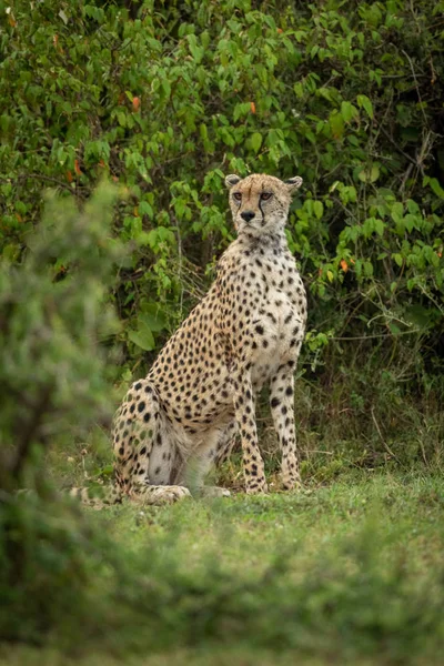 Cheetah sol görünümlü çalılar tarafından çerçeveli oturur — Stok fotoğraf