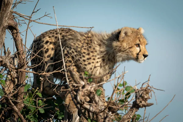 Cheetah Cub står i Bush vänd höger — Stockfoto