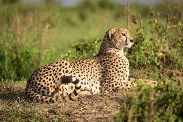 Cheetah encontra-se no banco de sujeira entre arbustos — Fotografia de Stock