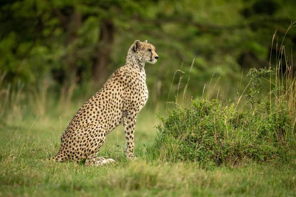 Gepard sedí v profilu na krátké trávě — Stock fotografie