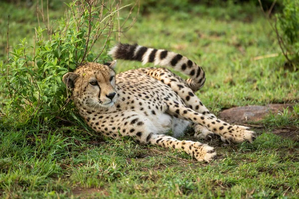 Гепард лежит на листовой кустарник щелкая хвостом — стоковое фото